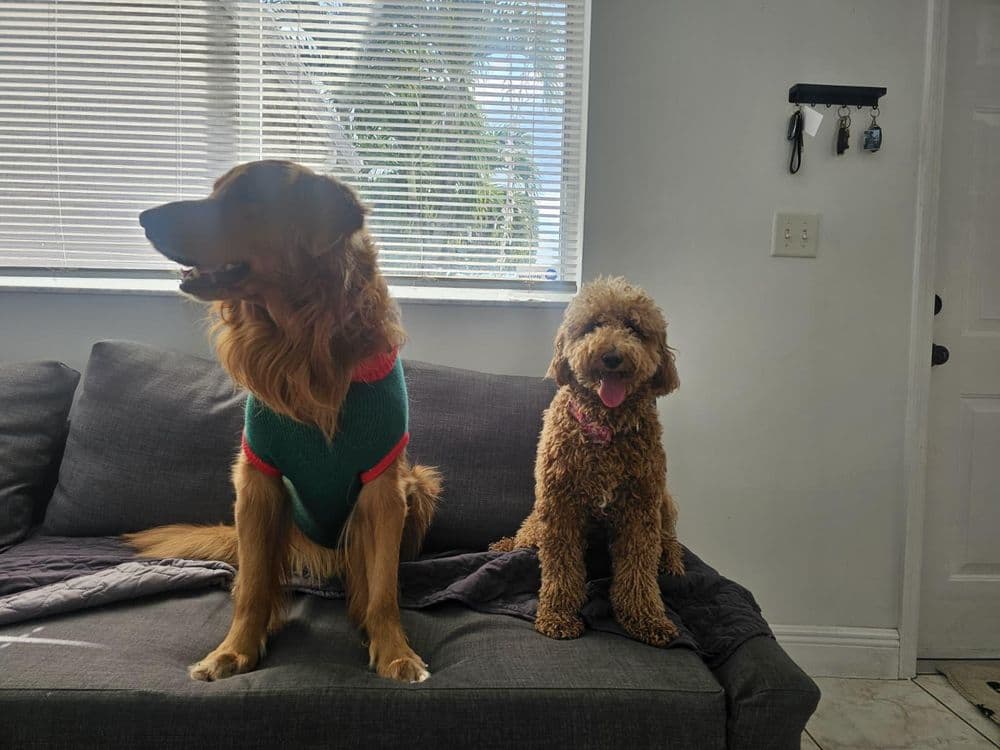 Un golden y un doodle sentados en el sofá