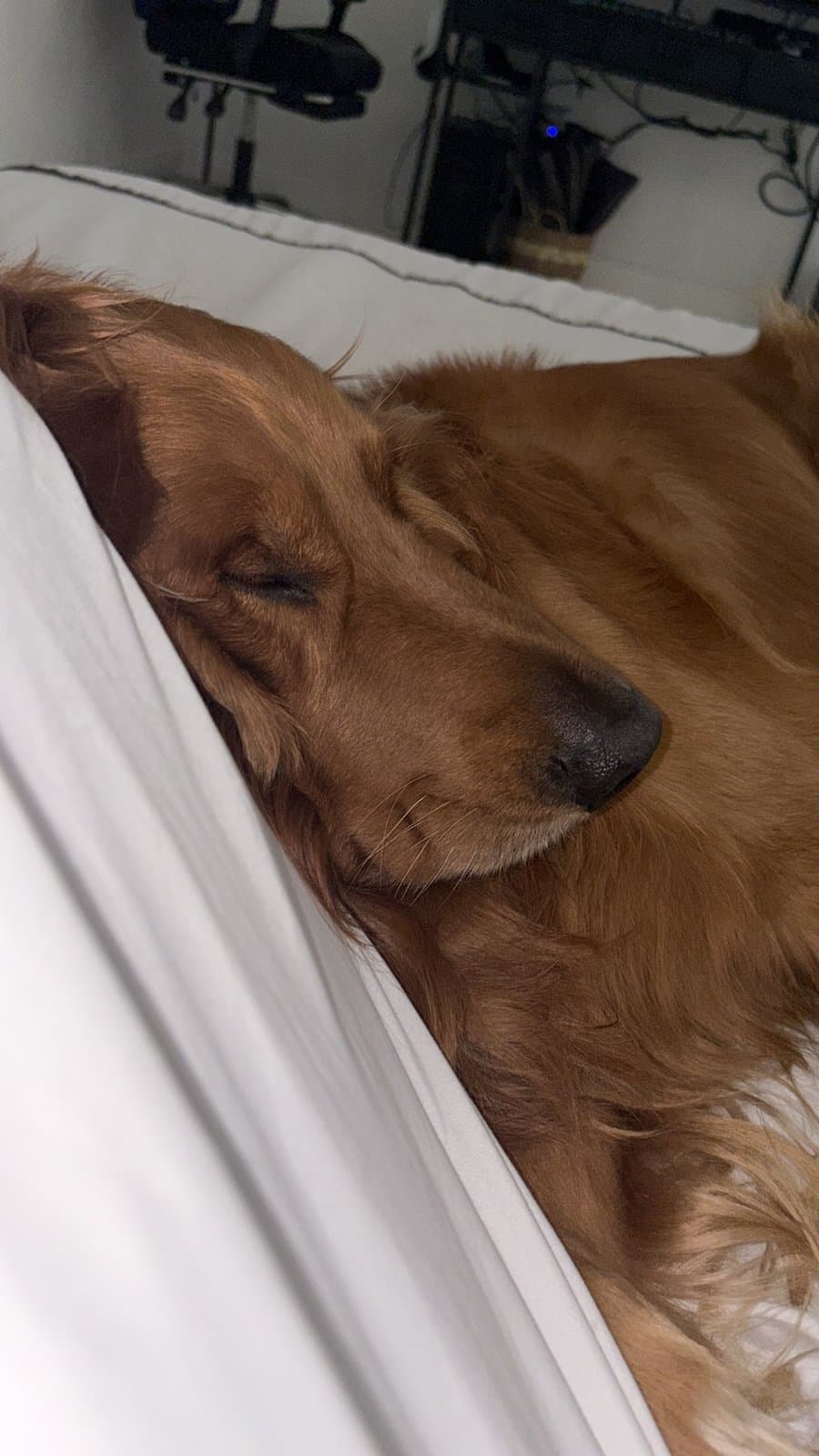 Un golden durmiendo en una cama