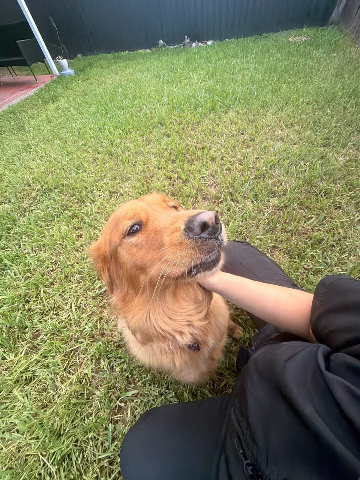 Un golden en el pasto recibiendo cariño