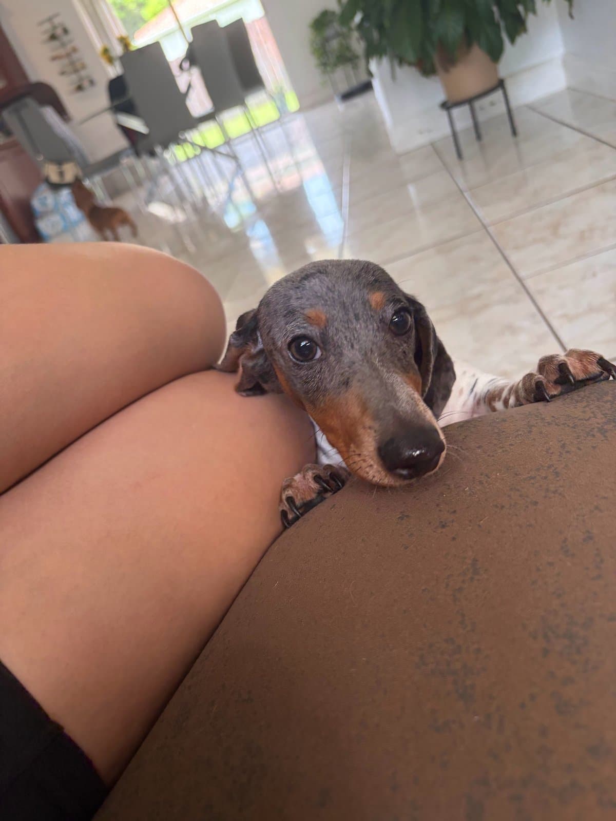 Un salchicha apoyado en las piernas de alguien