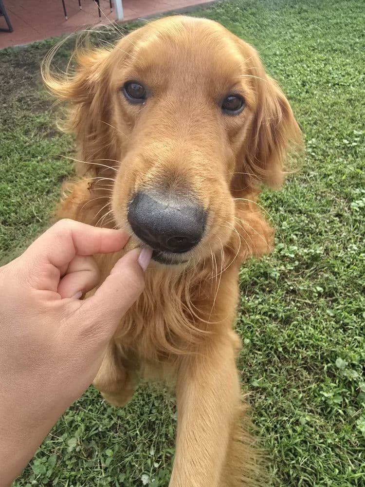 Un golden mirando a la cámara mientras recibe un premio