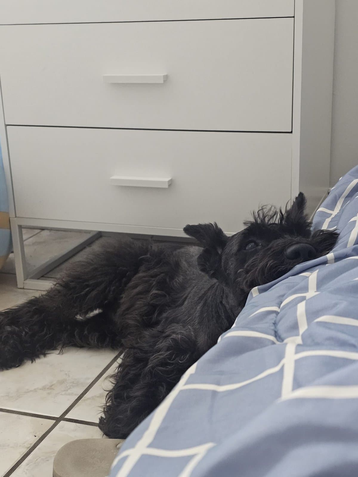 Un perro negro durmiendo en una cama