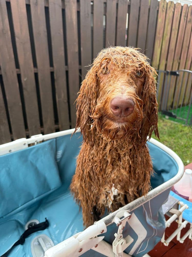 Un doodle mojado en la bañera