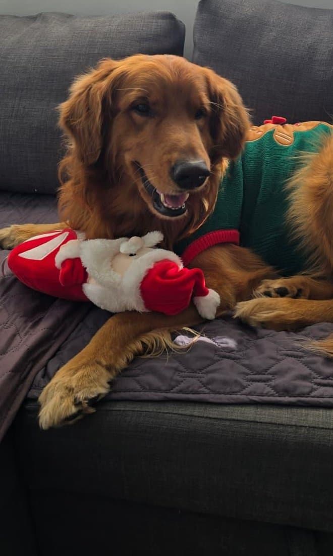 Sam, la golden de la casa, con un suéter navideño en el sofá